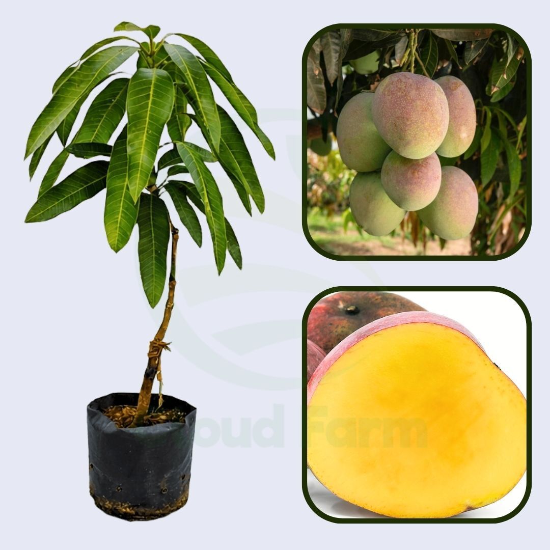 Manzanillo Mango Healthy grafted fruit plant