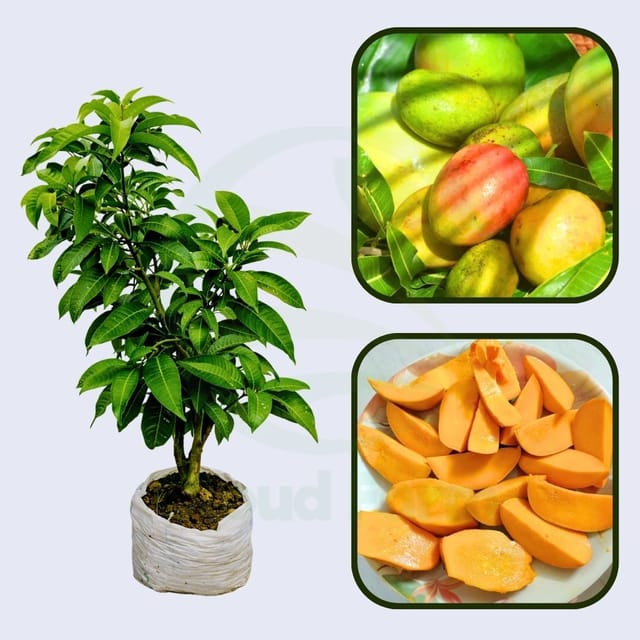 Martinique Mango Healthy Grafted Fruit Plant Martinique Mango Healthy Grafted Fruit Plant