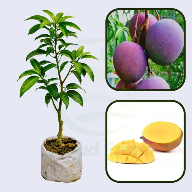 Maya Mango Healthy Grafted Fruit Plant Maya Mango Healthy Grafted Fruit Plant