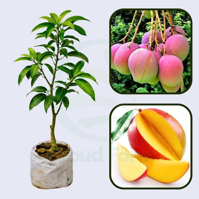 Momi K Mango Healthy Grafted Fruit Plant Momi K Mango Healthy Grafted Fruit Plant