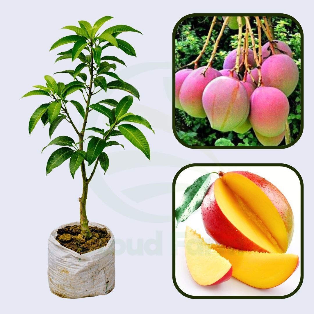 Momi K Mango Healthy Grafted Fruit Plant