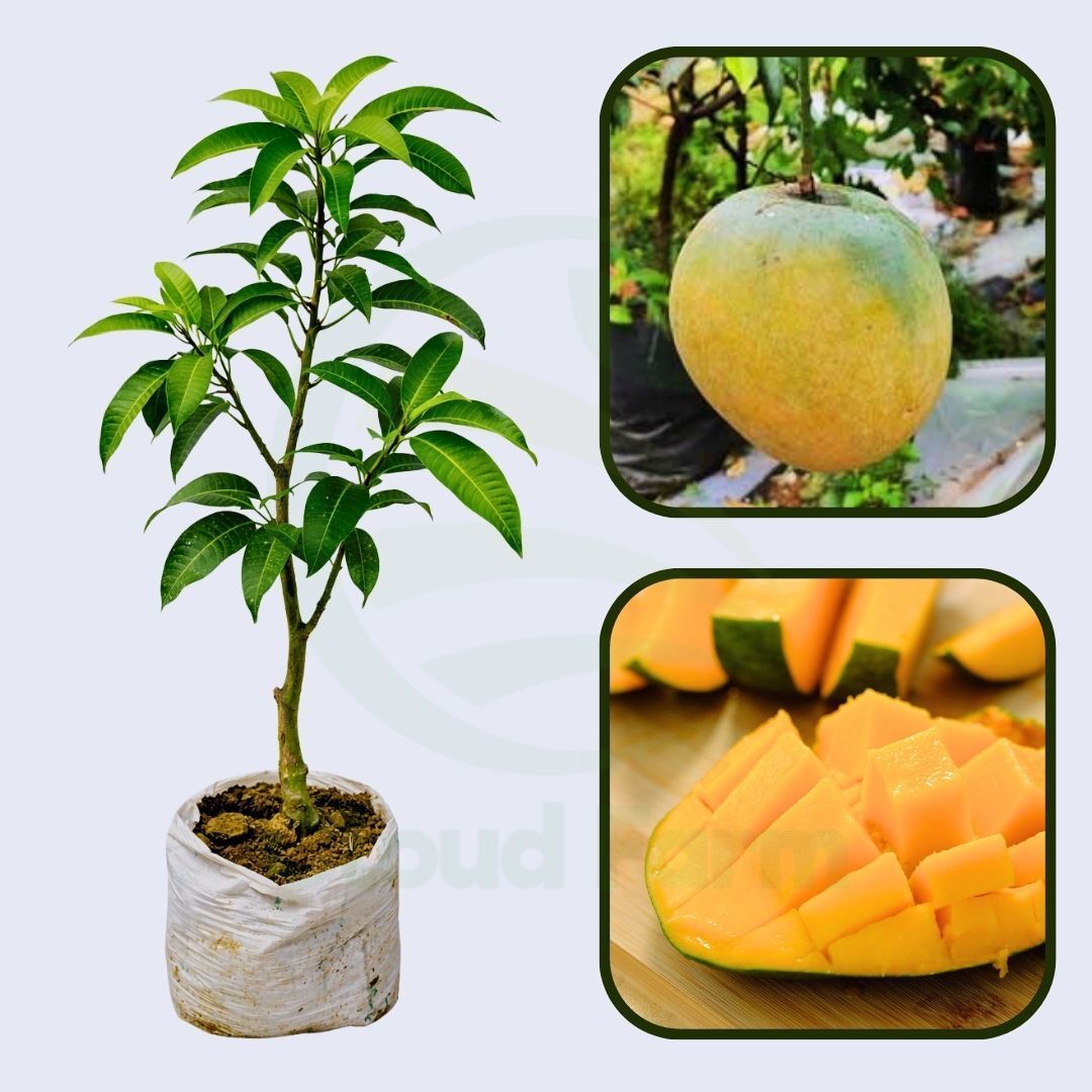 Mundappa Mango Healthy Grafted Fruit Plant
