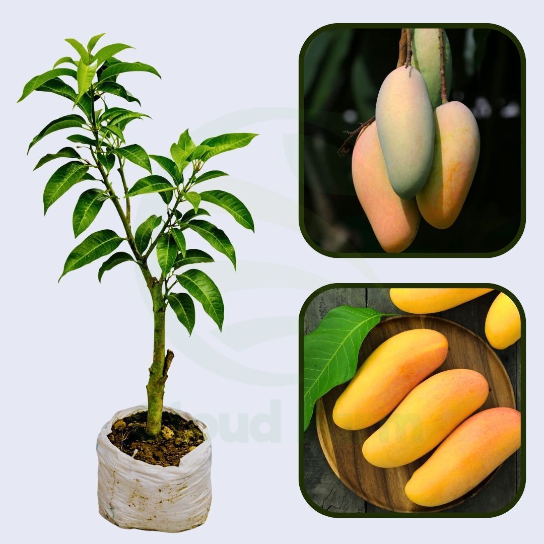 Nang Klangwan Mango Heathy Grafted Fruit Plant