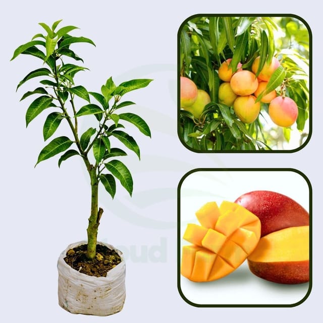 Nectarine Mango Healthy Fruit Plant