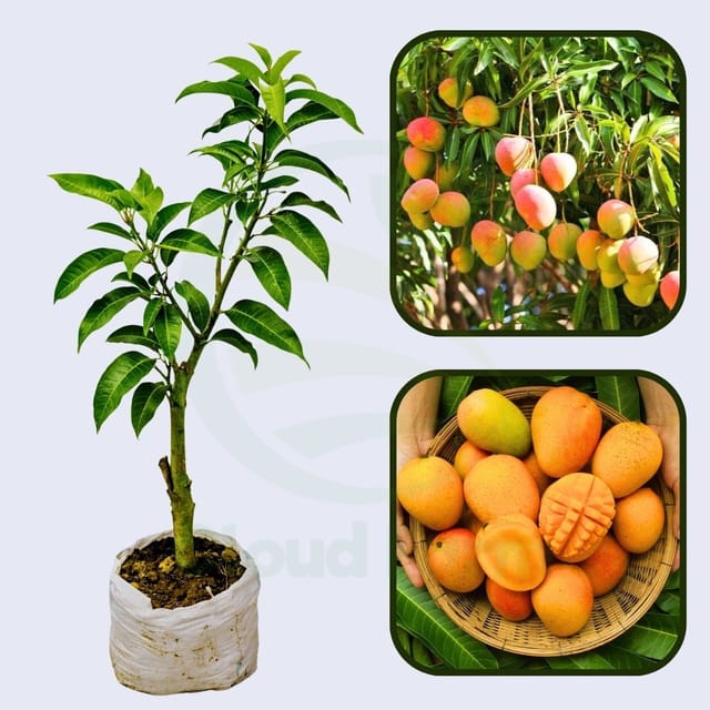 Nimrod Mango Healthy Grafted Fruit Plant Nimrod Mango Healthy Grafted Fruit Plant