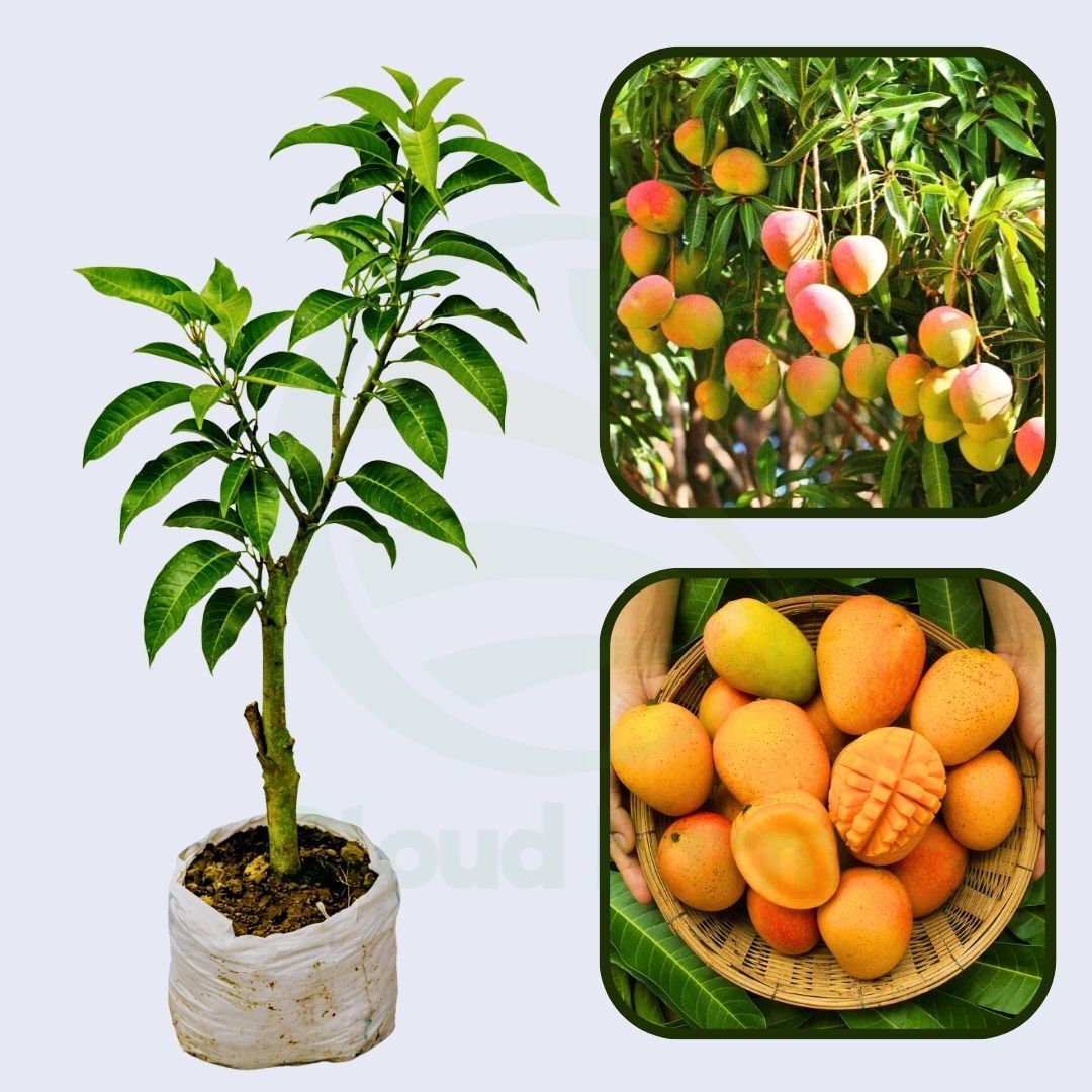 Nimrod Mango Healthy Grafted Fruit Plant