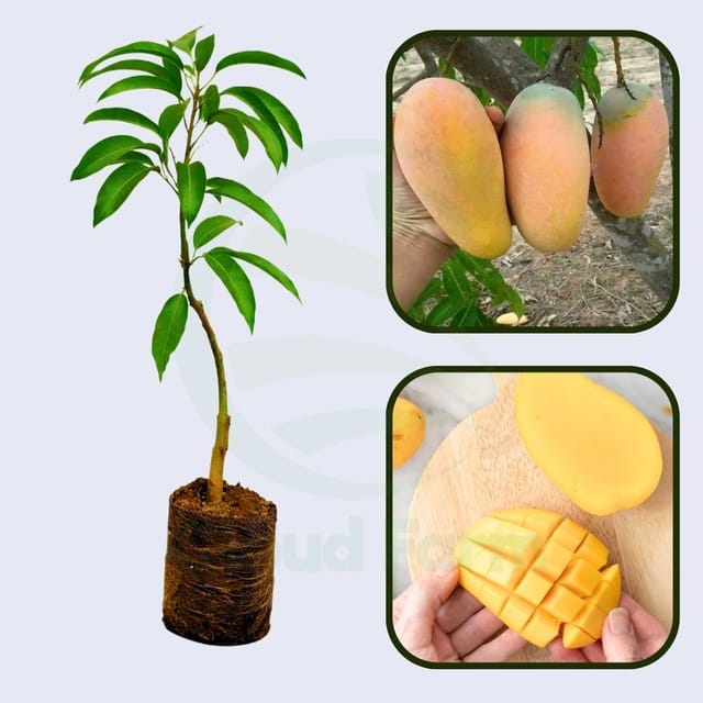 Number 11 Mango Healthy Grafted Fruit Plant