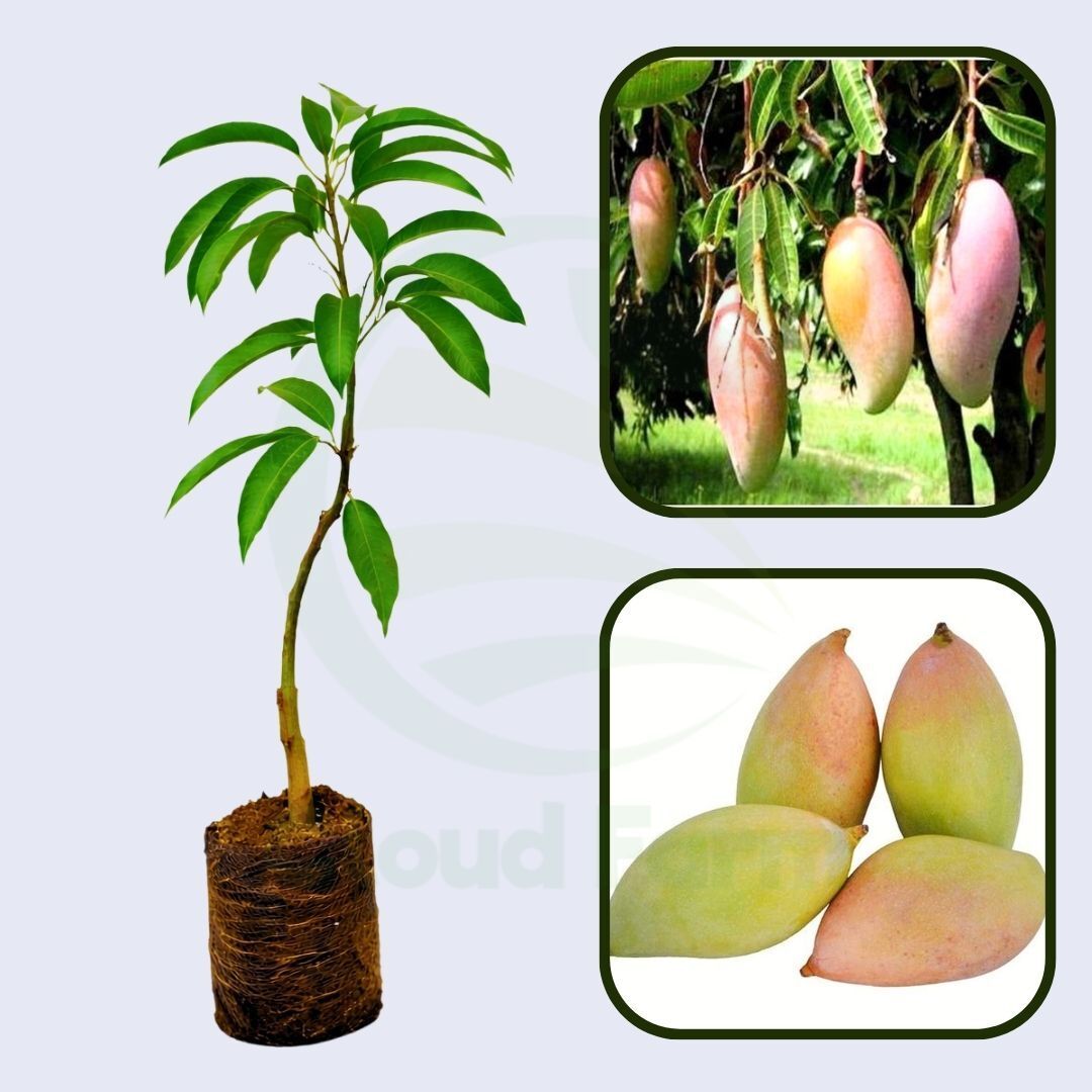 Ottu Mango Healthy Grafted Fruit Plant