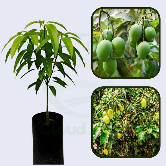 Pahutan Mango Healthy Grafted Fruit Plant