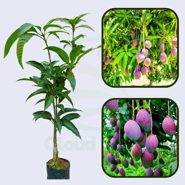 Pearl Mango Healthy Grafted Fruit Plant Pearl Mango Healthy Grafted Fruit Plant