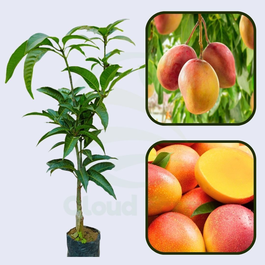 Pecah Mango Healthy Grafted Fruit Plant