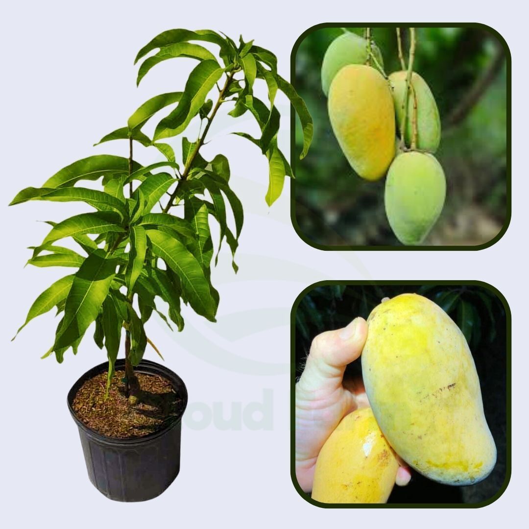 Phimsen Mun Mango Healthy Grafted Fruit Plant