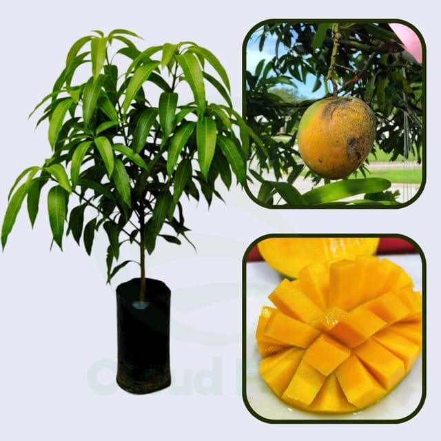 Pina Colada Mango Healthy Grafted Fruit Plant Pina Colada Mango Healthy Grafted Fruit Plant