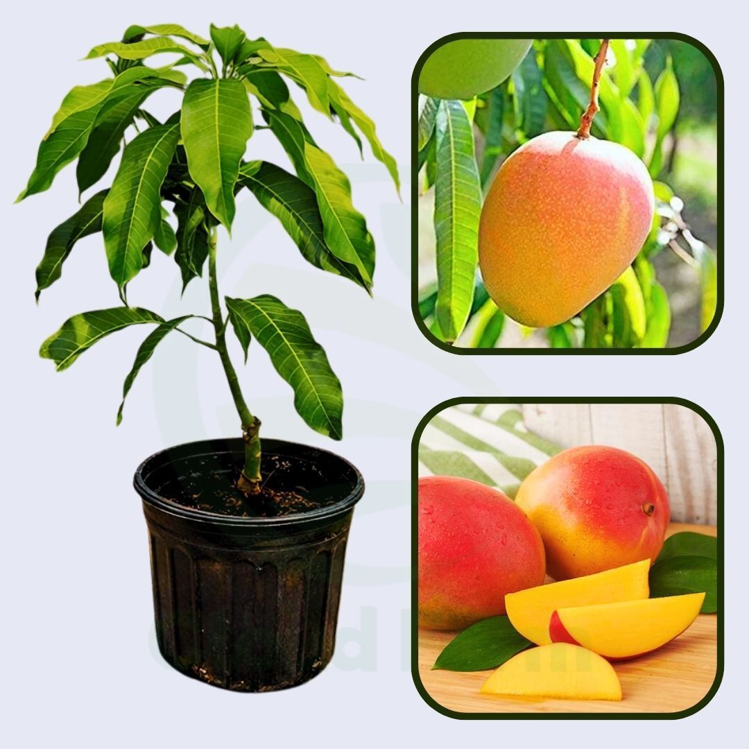 Pope Mango Healthy Grafted Fruit Plant