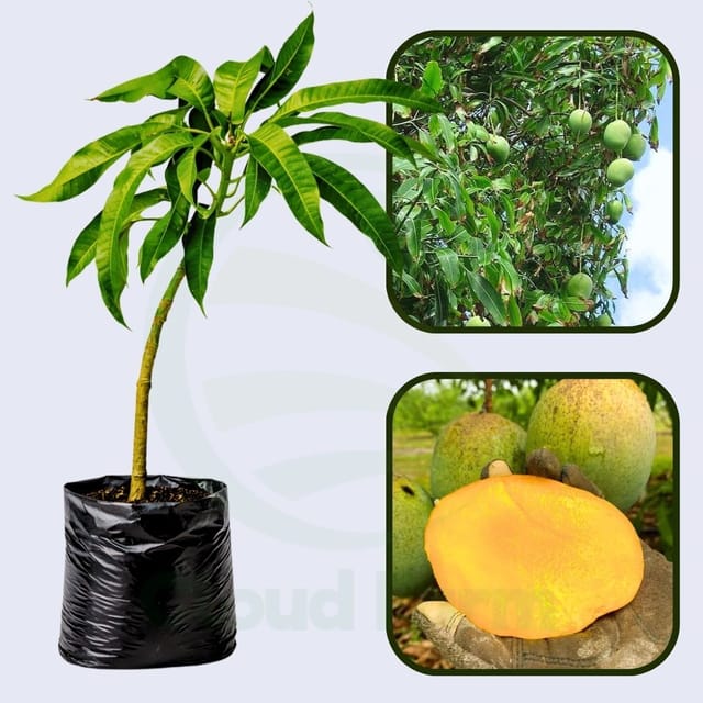 Prieto Mango Healthy Fruit Plant