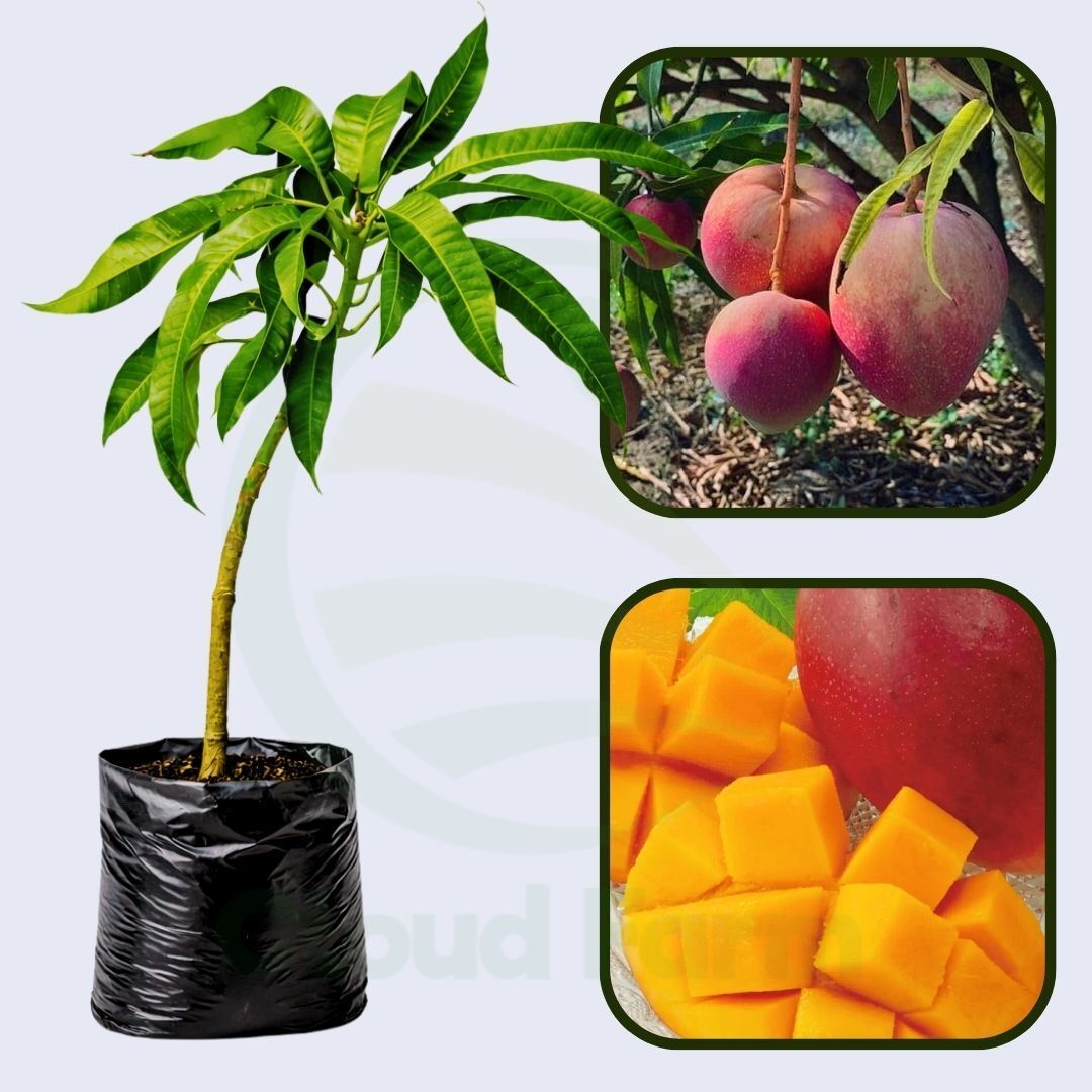 Rad Mango Healthy Grafted Fruit Plant