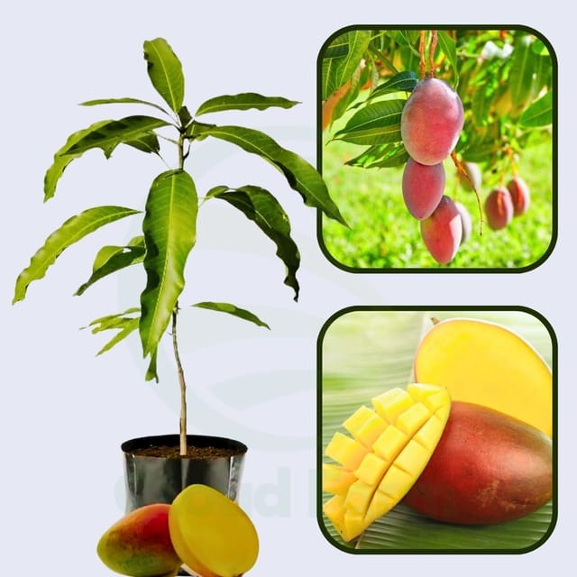 Rajapuri Mango Healthy Grafted Fruit Plant Rajapuri Mango Healthy Grafted Fruit Plant