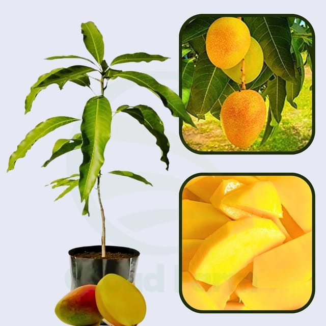 Rani Pasand Mango Healthy Grafted Fruit Plant