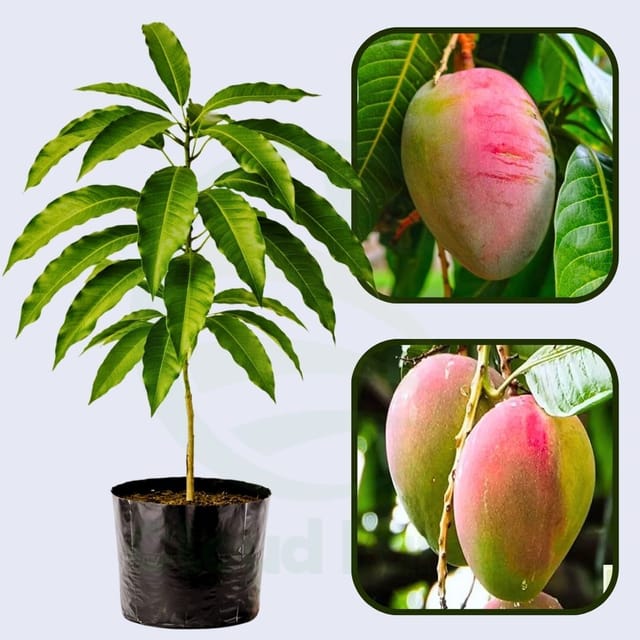 Rapoza Mango Healthy Grafted Fruit Plant