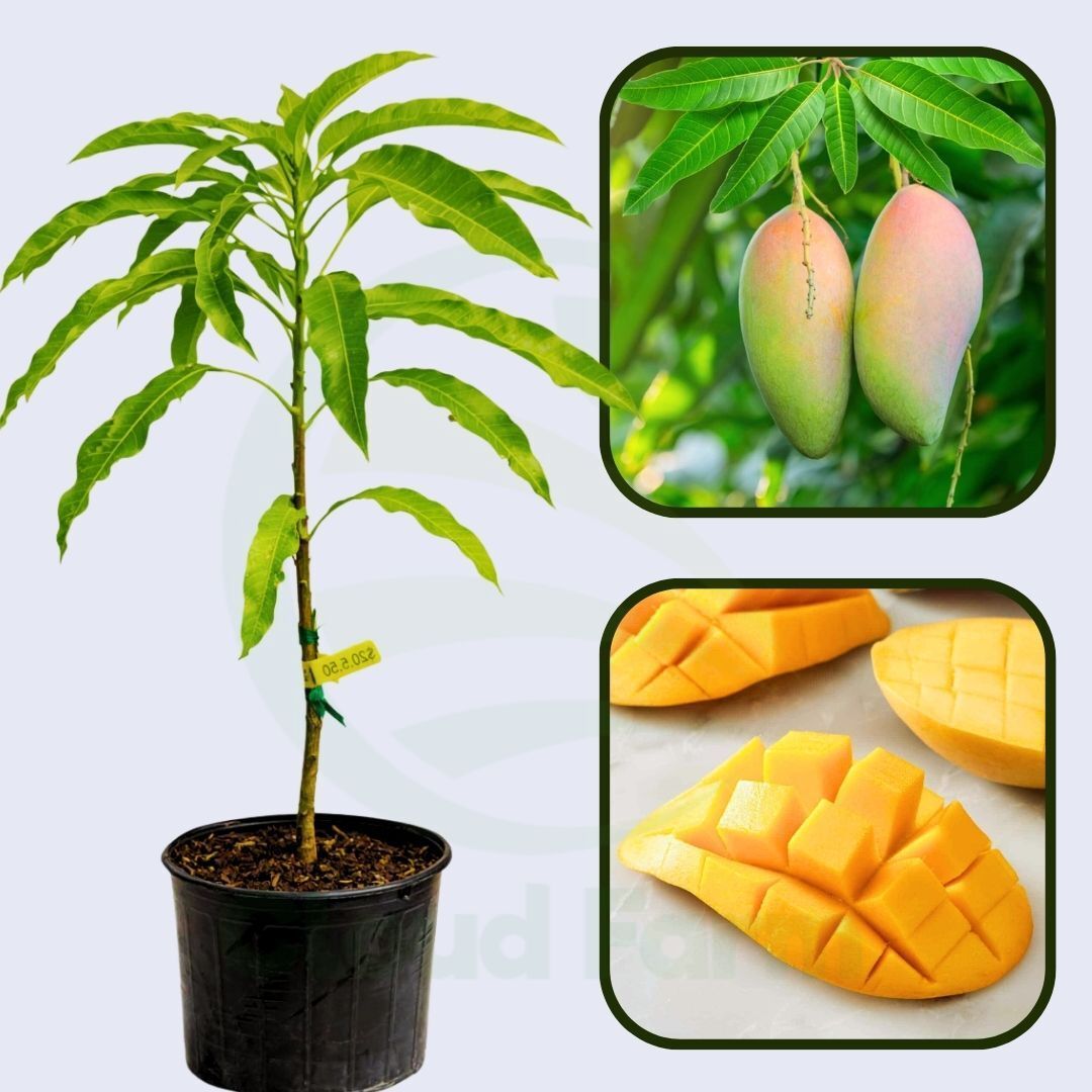 Rosigold Mango Healthy Grafted Fruit Plant