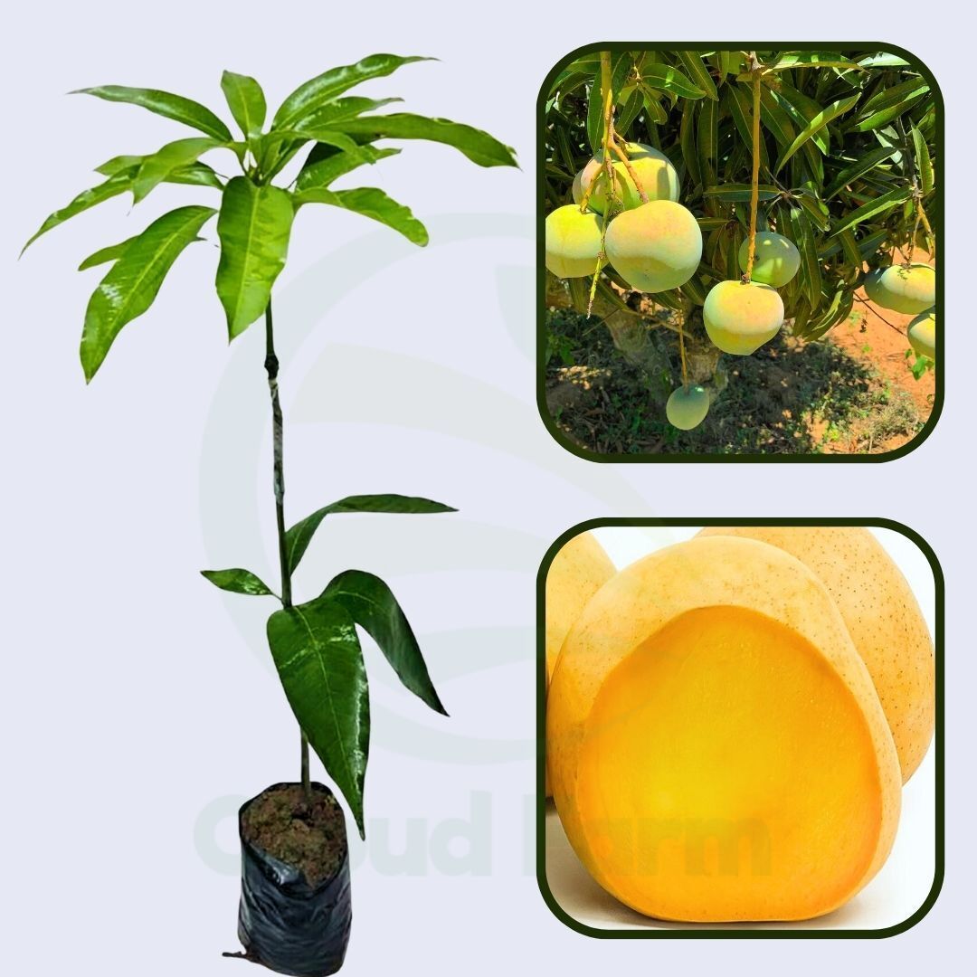 Rumani Mango Healthy Grafted Fruit Plant