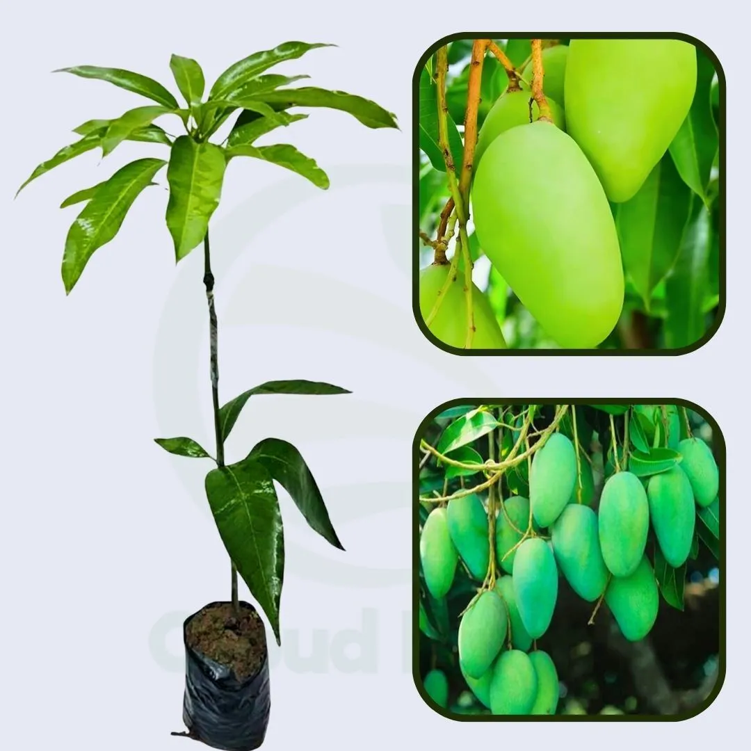 Sabre Mango Healthy Grafted Fruit Plant