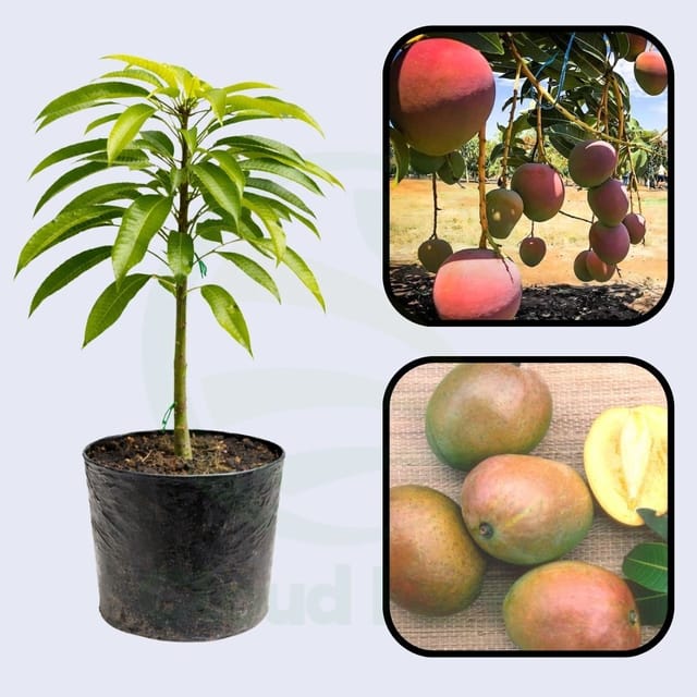 San Felipe Mango Healthy Grafted Fruit Plant San Felipe Mango Healthy Grafted Fruit Plant