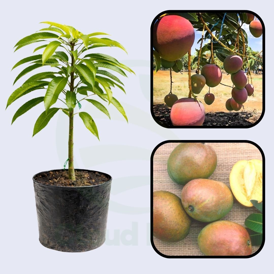 San Felipe Mango Healthy Grafted Fruit Plant