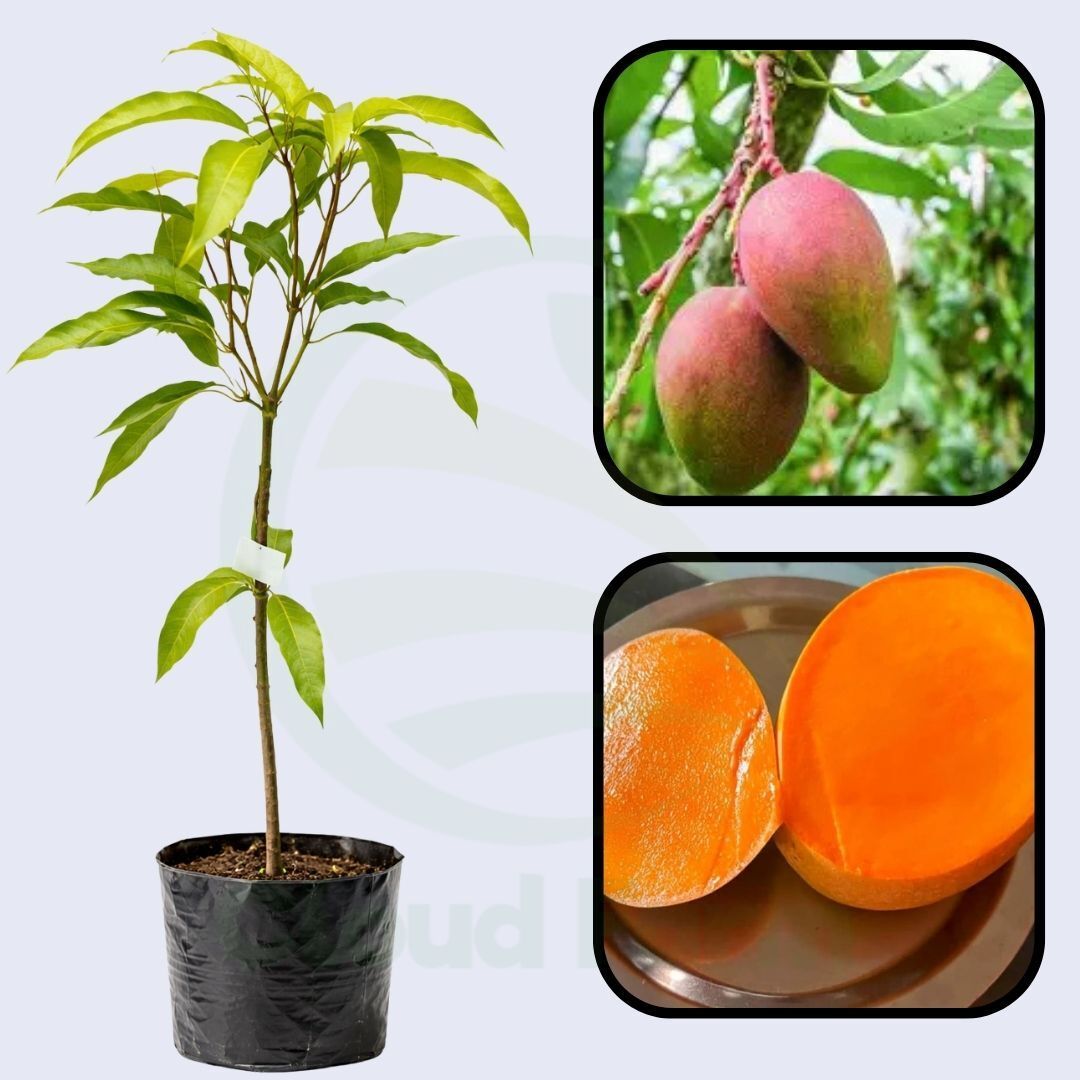 Smith Mango Healthy Grafted Fruit Plant