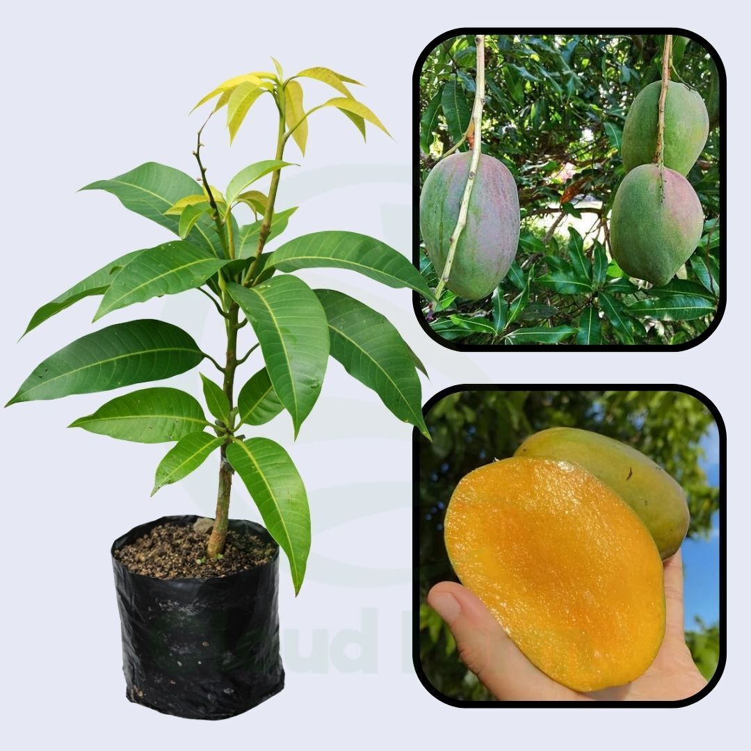 St. Julian Mango Healthy Grafted Fruit Plant