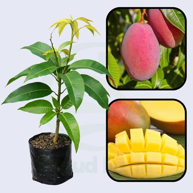 Strawberry Mango Healthy Grafted Fruit Plant