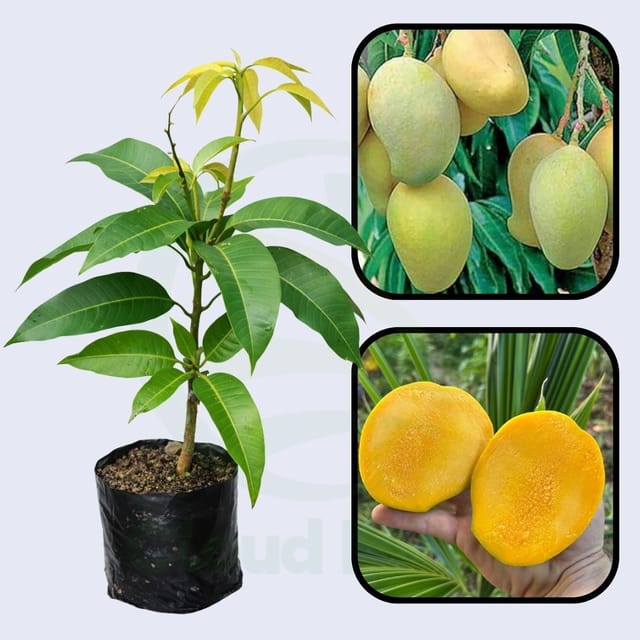 Sukul Mango Healthy Grafted Fruit Plant Sukul Mango Healthy Grafted Fruit Plant