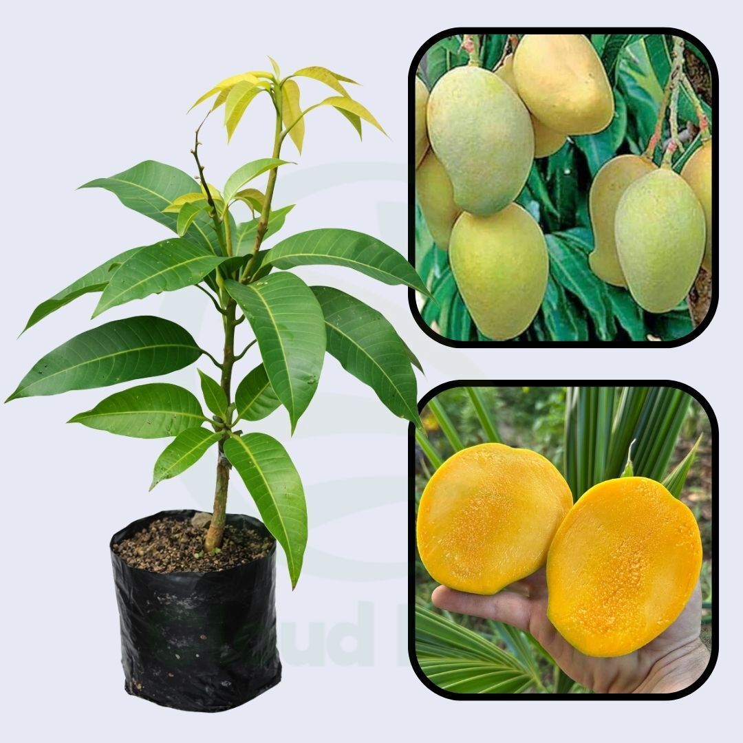 Sukul Mango Healthy Grafted Fruit Plant