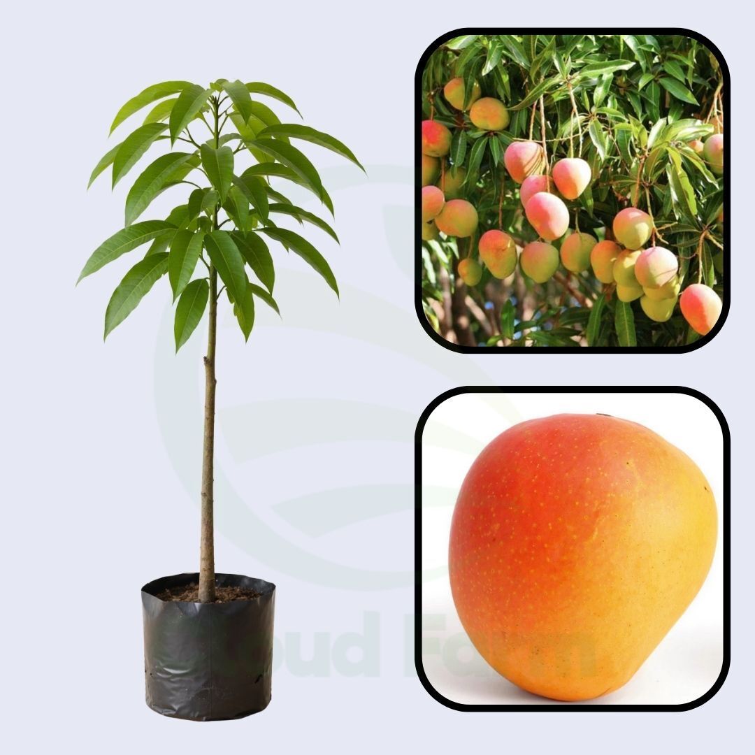 Suvarnarekha Mango Healthy Grafted Fruit Plant