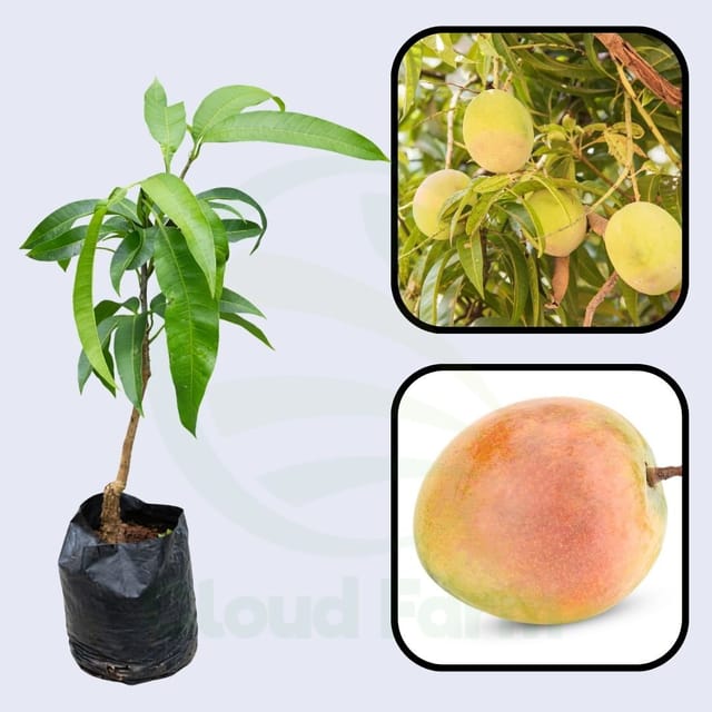 Tebow (Young) Mango Healthy Fruit plant