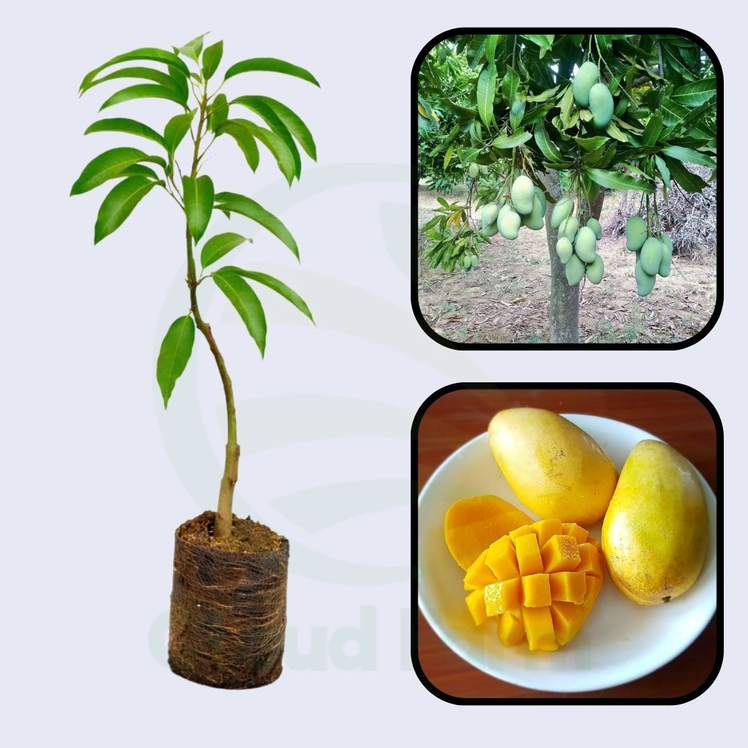 Tong Dam Mango Healthy Grafted Fruit Plant