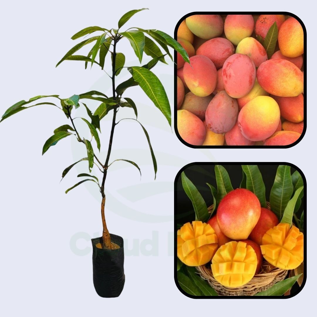 Van Dyke Mango Healthy Grafted Fruit Plant