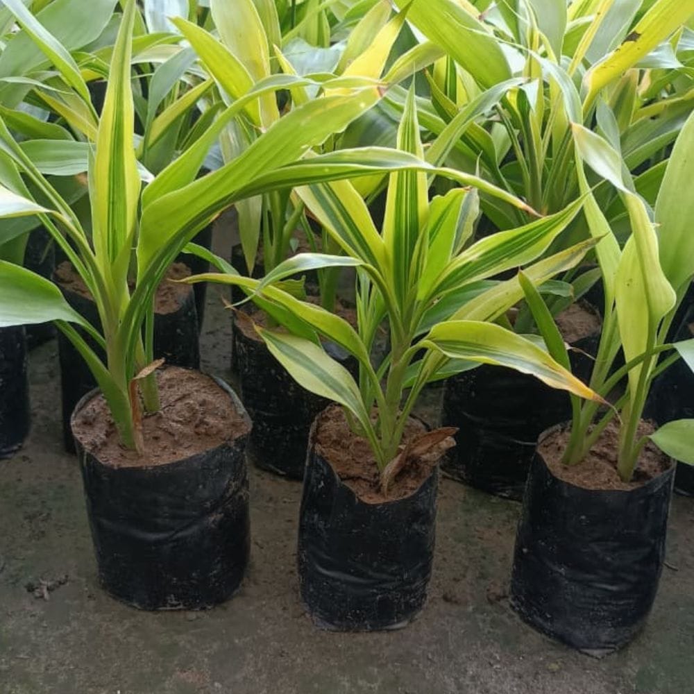 Lucky Bamboo Plant | Yellow Variegated Dracaena Sanderiana