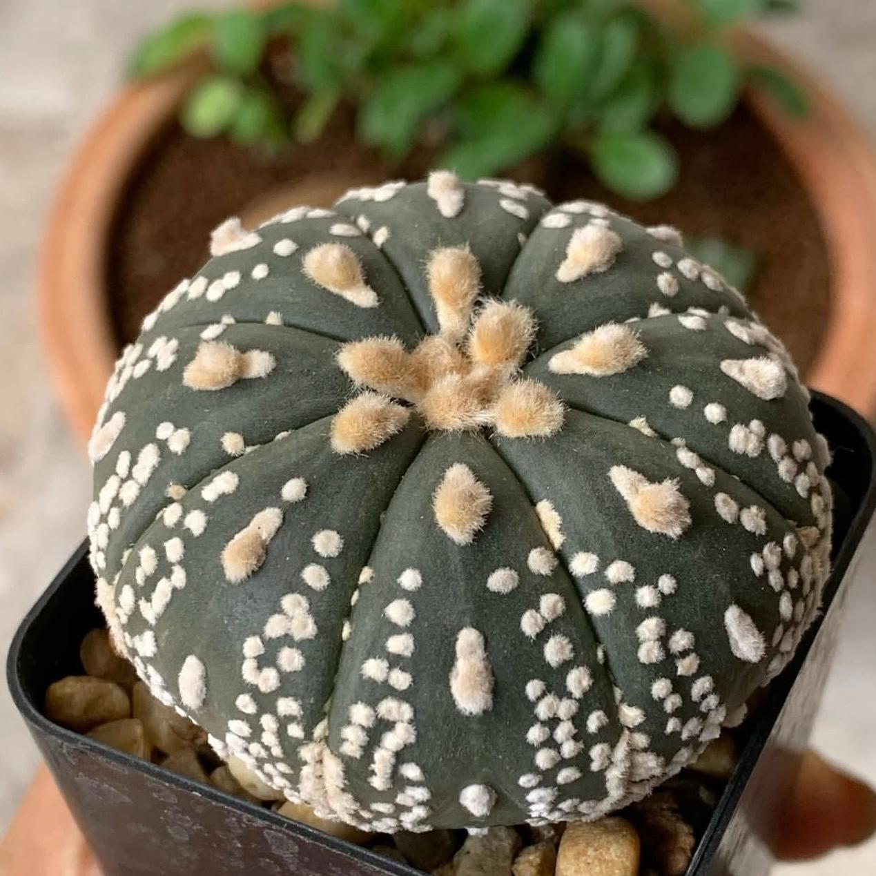 Astrophytum Asterias cv. Superkabuto