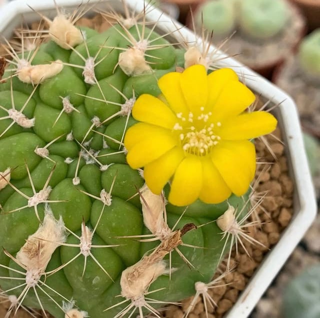 Weingartia Neocumingii F. Prolifera