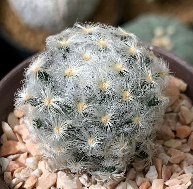 Mammillaria Plumosa