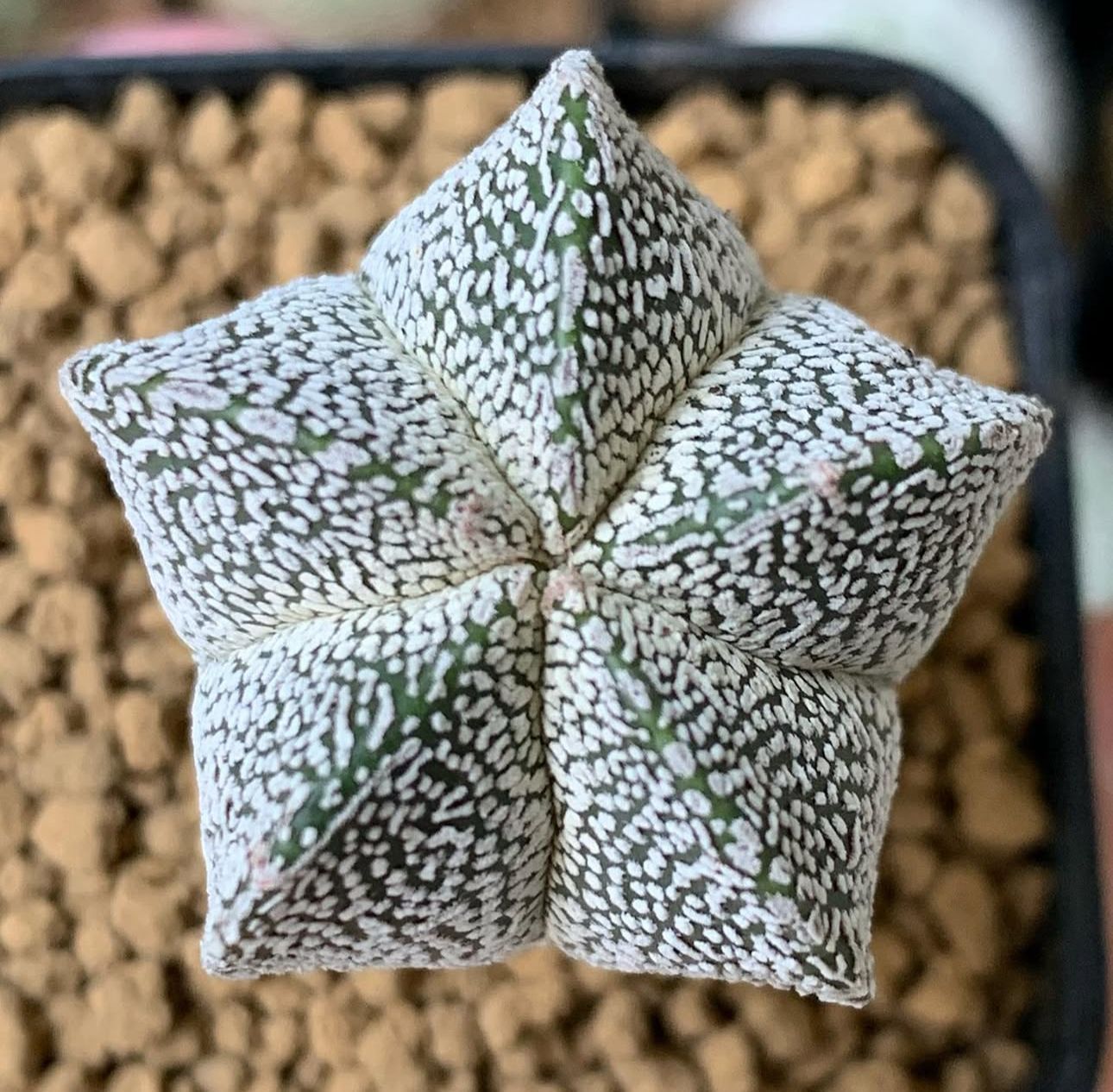 Astrophytum Myriostigma cv. 'Onzuka'
