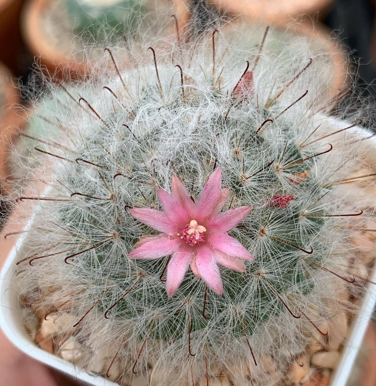 Mammillaria Bocasana