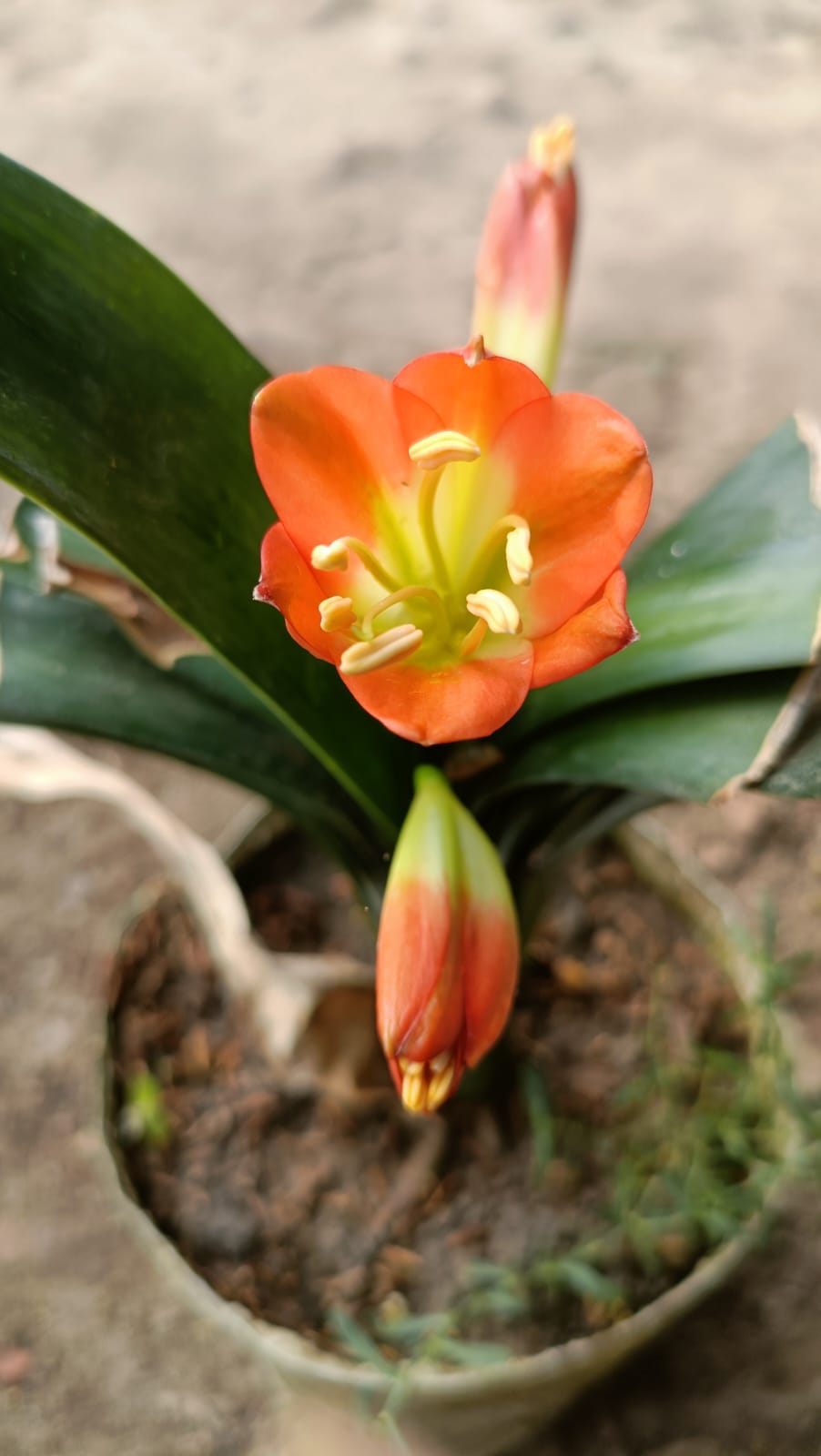 Clivia Miniata, Kaffir lily Flower Plant