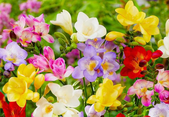 Freesia Flower Plant