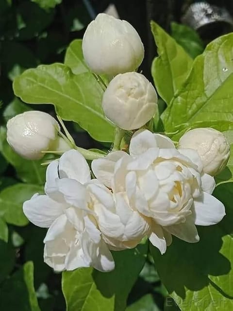 Jasmine Flower Plant - Mohomaya