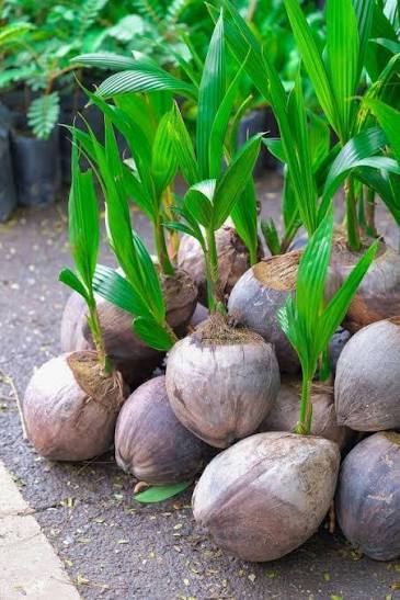 Coconut Plant - Mohomaya