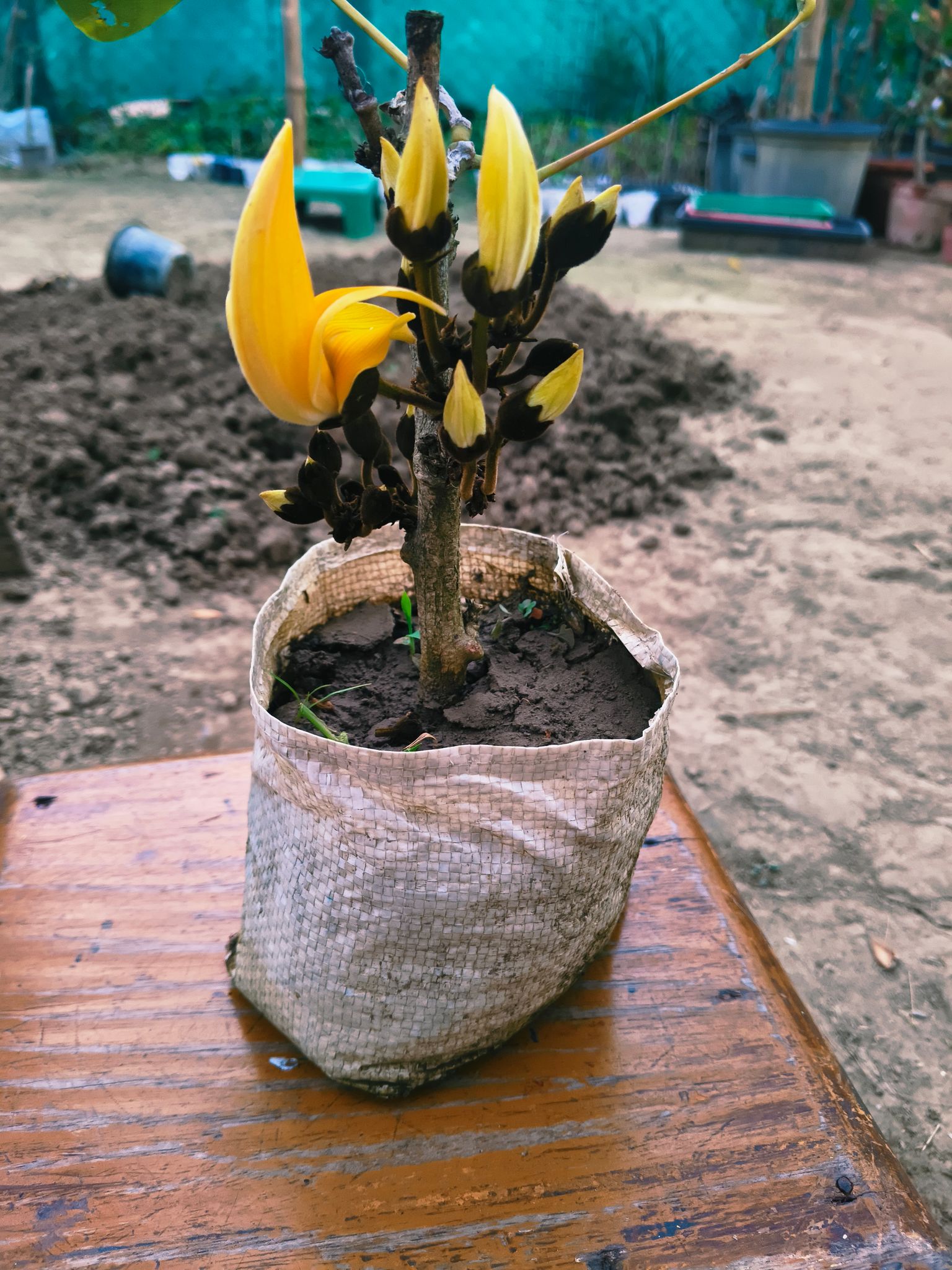 Butea monosperma (Palash / Flame of the Forest) Plant