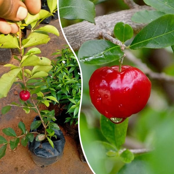 Cherry Fruit Plant - Mohomaya