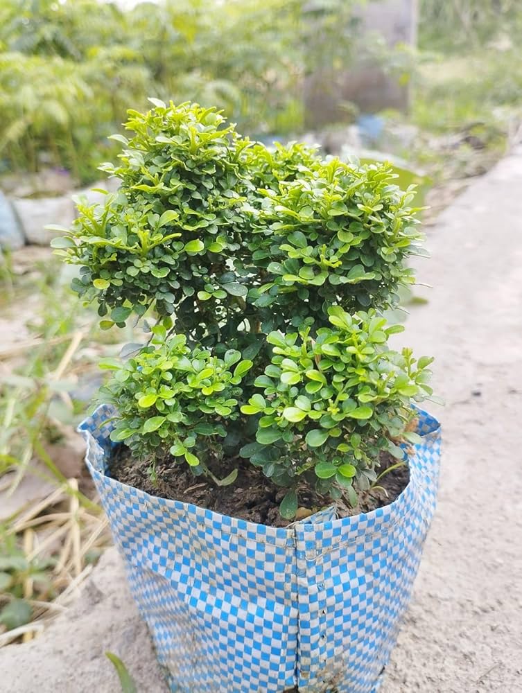 Bonsai Kamini Plant - Mohomaya